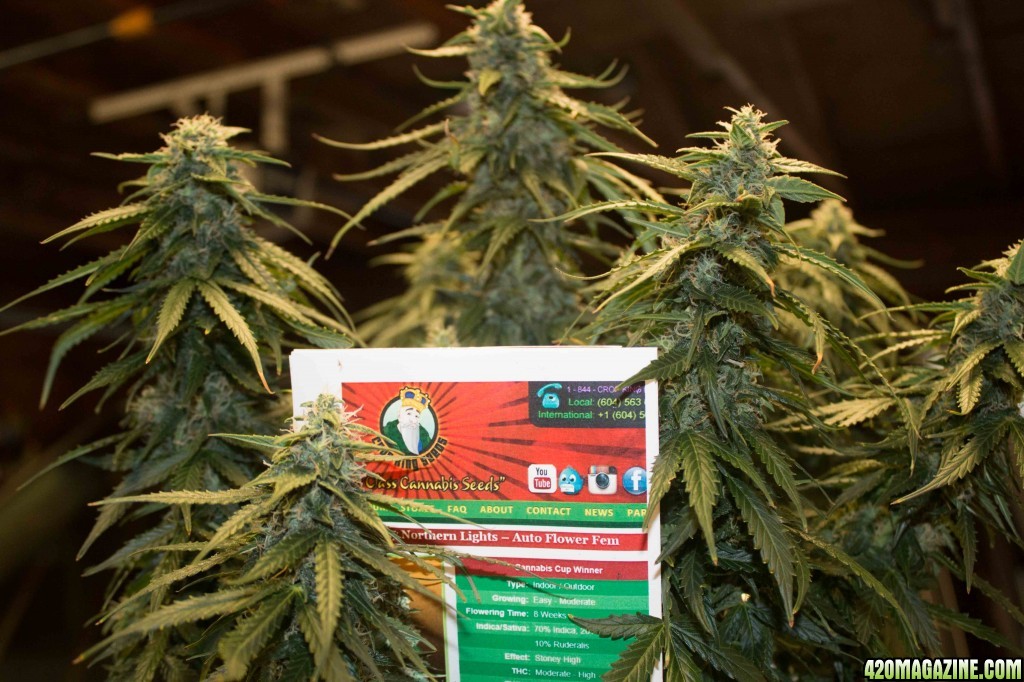 Grown Plant - Cannabis Seeds - Affiliate Program