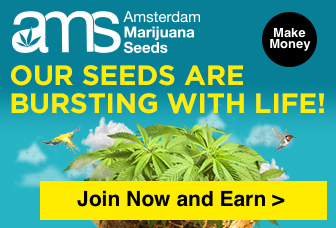 Amsterdam Marijuana Seeds Affiliate Program - AMS